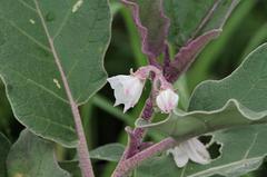 Solanum lichtensteinii