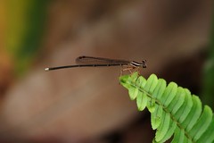 Pseudocopera