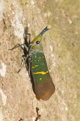 Saiva transversolineata