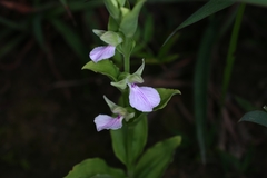 Brachycorythis galeandra