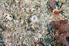 Isoparactis fionae