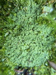Riccia subbifurca