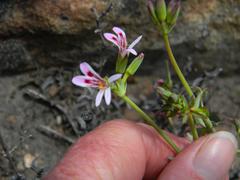 Pelargonium tabulare