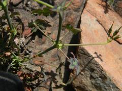 Pelargonium tabulare