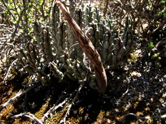 Tridentea gemmiflora