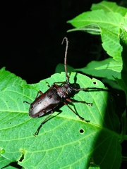 Priotyrannus mordax