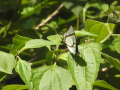 Polyura eudamippus