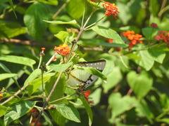 Polyura eudamippus