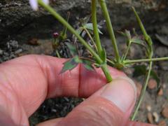 Pelargonium tabulare