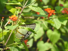 Polyura eudamippus