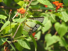 Polyura eudamippus