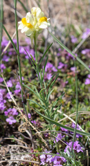 Linaria buriatica