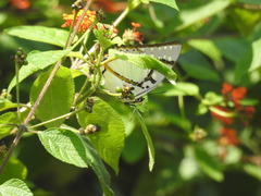 Polyura eudamippus