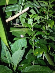 Raorchestes anili