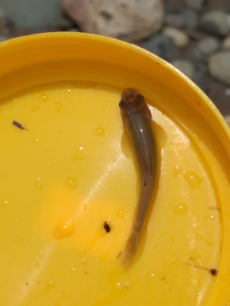 Garra makiensis