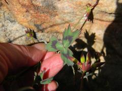 Pelargonium tabulare