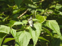 Polyura eudamippus