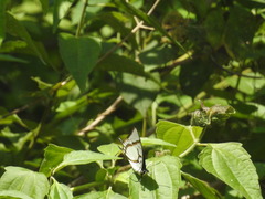Polyura eudamippus