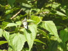 Polyura eudamippus