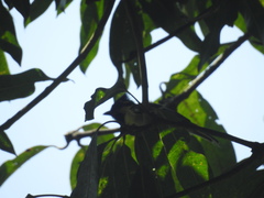 Machlolophus aplonotus