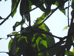 Machlolophus aplonotus