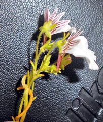 Nemesia bicornis