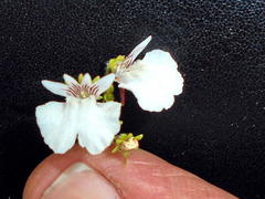 Nemesia bicornis