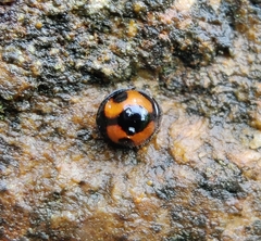 Sticholotidinae