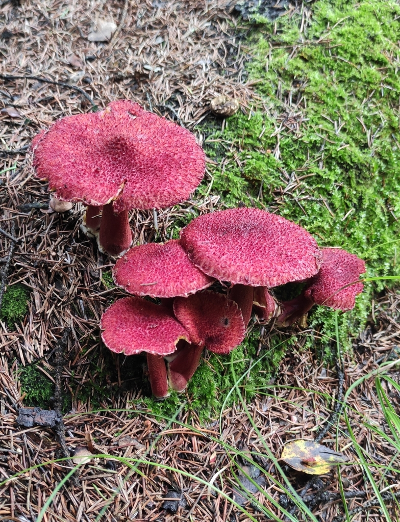 Suillus asiaticus · August 2021 · photo: © wrrite (iNaturalist, cc-by)