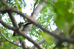 Dinopium benghalense