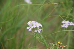 Dontostemon integrifolius