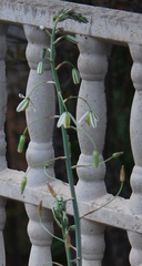 Albuca canadensis