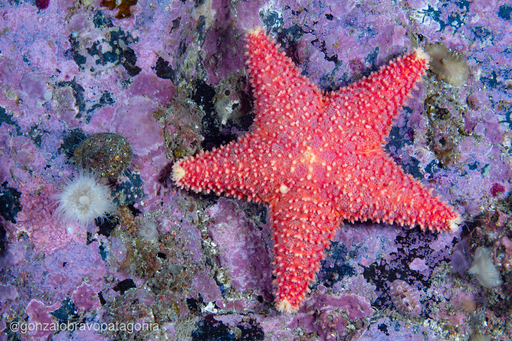 Reticulated Spiny Star