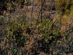 Tylecodon cacalioides