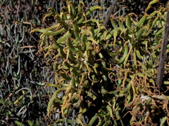 Tylecodon cacalioides