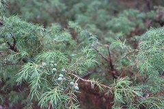 Juniperus
