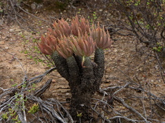 Tylecodon cacalioides