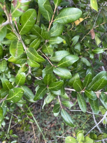 Apodytes dimidiata subsp. dimidiata image
