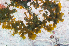 Dictyota falklandica