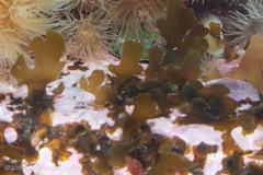 Dictyota falklandica