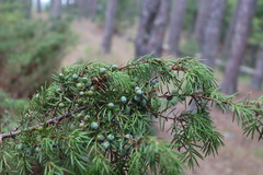 Juniperus