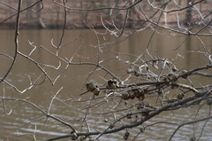 Callirhytis quercuscornigera