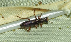 Lemidia