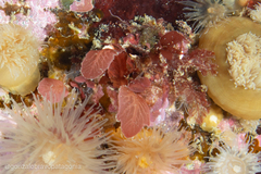 Pseudophycodrys phyllophora