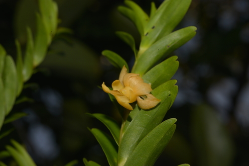Dendrobium austrocaledonicum Schltr. 2