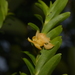 Dendrobium austrocaledonicum - Photo (c) Pierre-Louis Stenger, algunos derechos reservados (CC BY-NC), subido por Pierre-Louis Stenger