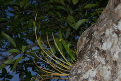 Dendrobium austrocaledonicum