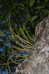 Dendrobium austrocaledonicum