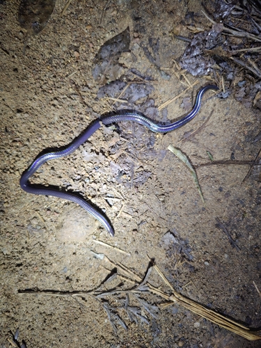 Indian Black Earth Snake