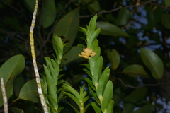 Dendrobium austrocaledonicum